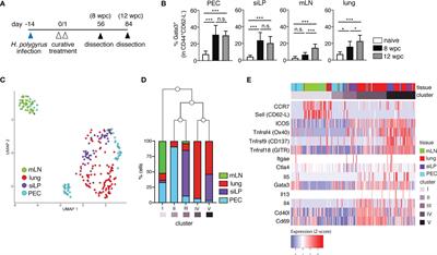 The Host Peritoneal Cavity Harbors Prominent Memory Th2 and Early Recall Responses to an Intestinal Nematode